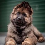DOGS LOVERS