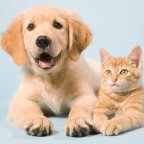 PETS GROUPS