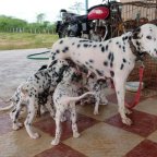 PET'S DOG & CAT
