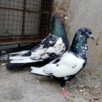 Pets Sale Pondicherry