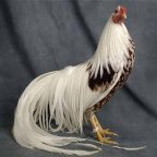 Pakistan Chicken World