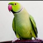 Talkative Parrots