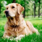 Pet Lovers Kerala