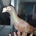 Sri Lankan Pigeons & Pets