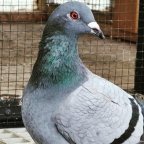 Pigeon