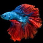 All India Fish Sale