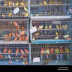 Bird Sale and Purchase